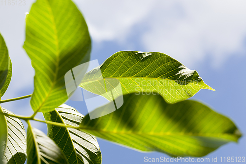 Image of new walnut leaves