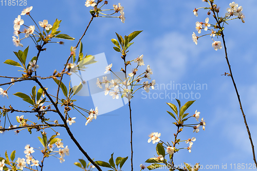 Image of thin branches of cherry