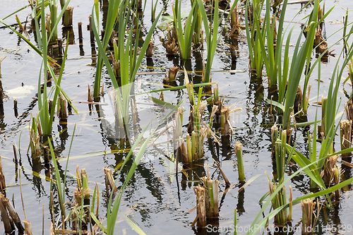 Image of reeds and sedge