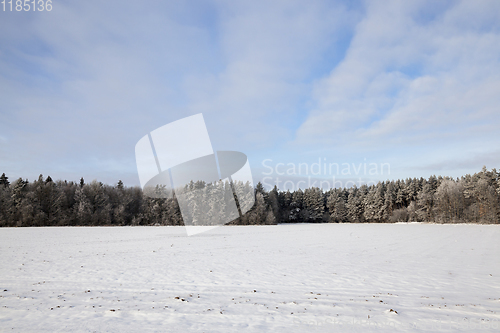 Image of mixed forest