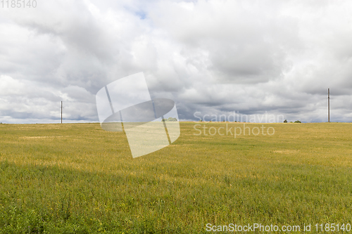 Image of wheat field