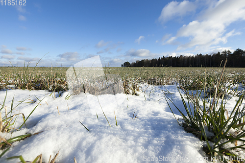 Image of Green wheat in winter