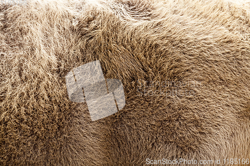 Image of brown bison skin
