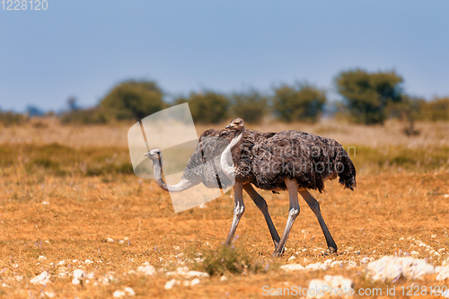 Image of Ostrich, in Etosha, Africa wildlife safari