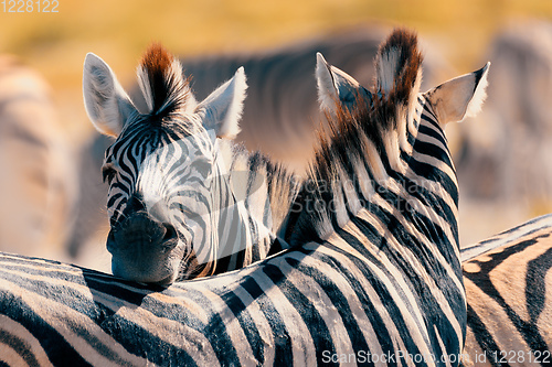 Image of Zebra in bush, Namibia Africa wildlife