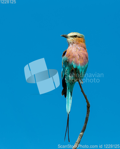 Image of Bird Lilac-brested roller, africa safari and wildlife