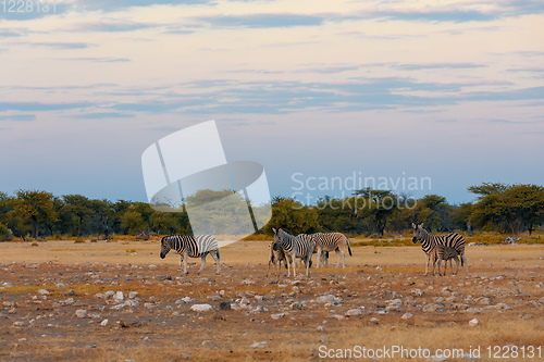 Image of Zebra in bush, Namibia Africa wildlife