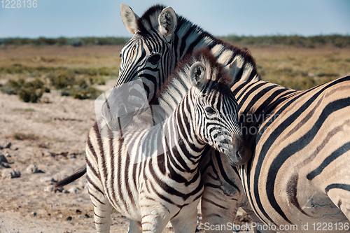 Image of Zebra in bush, Namibia Africa wildlife