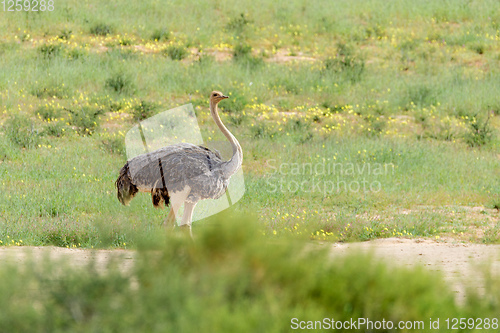 Image of Ostrich, in Kalahari,South Africa wildlife safari