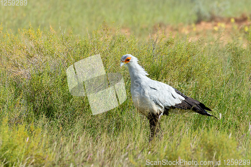 Image of Secretary bird Kalahari Transfrontier Park, South Africa