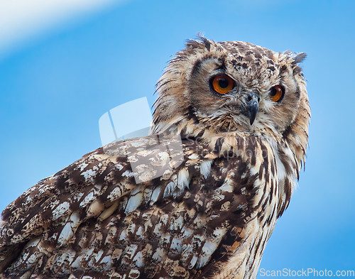 Image of Eurasian eagle-owl (Bubo bubo)