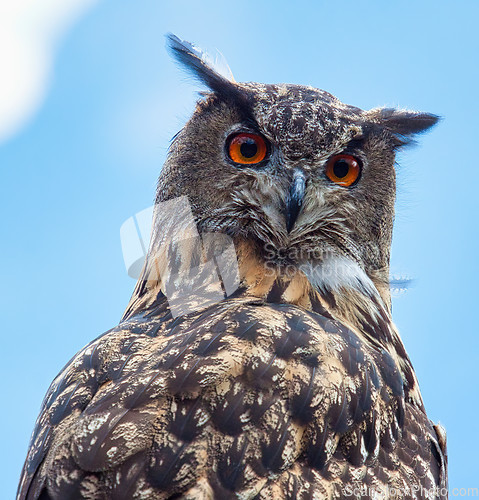 Image of Eurasian eagle-owl (Bubo bubo)