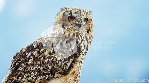 Image of Eurasian eagle-owl (Bubo bubo)