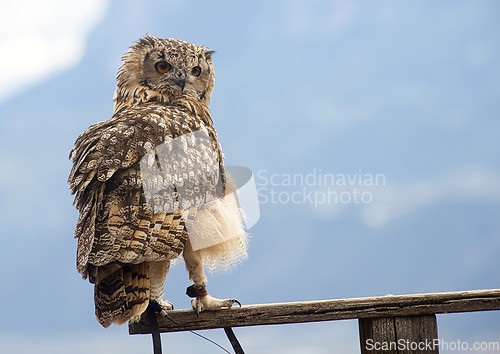 Image of Eurasian eagle-owl (Bubo bubo)