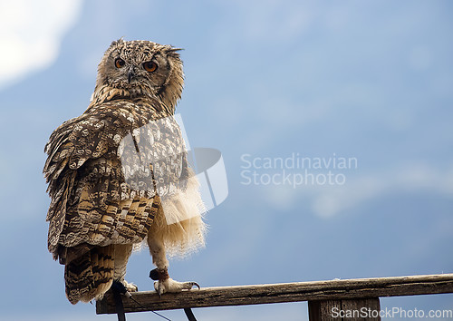 Image of Eurasian eagle-owl (Bubo bubo)