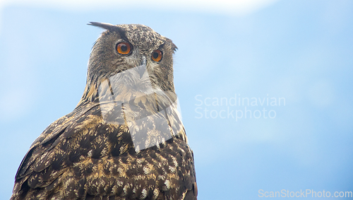 Image of Eurasian eagle-owl (Bubo bubo)