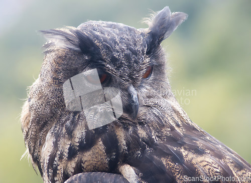 Image of Eurasian eagle-owl (Bubo bubo)