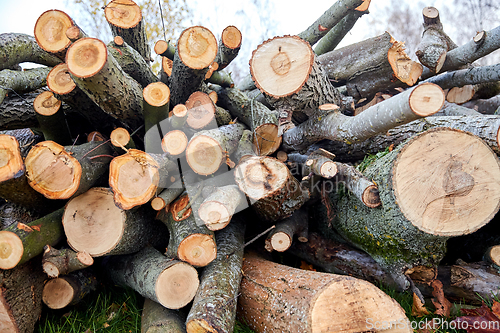 Image of trunks of felled trees or logs outdoors in autumn