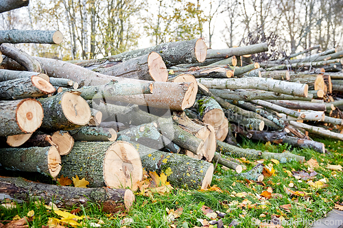 Image of trunks of felled trees or logs outdoors in autumn