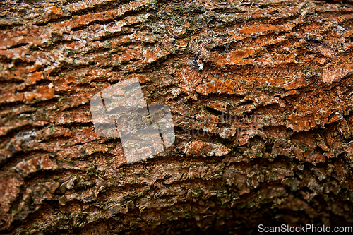 Image of close up of tree trunk bark texture