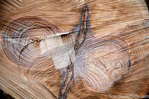 Image of close up of cross-section of felled tree