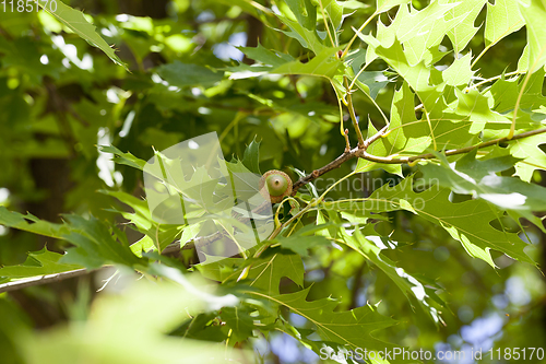 Image of green oak foliage