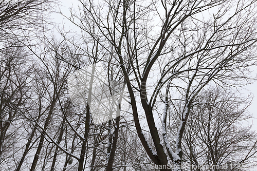 Image of bare deciduous trees