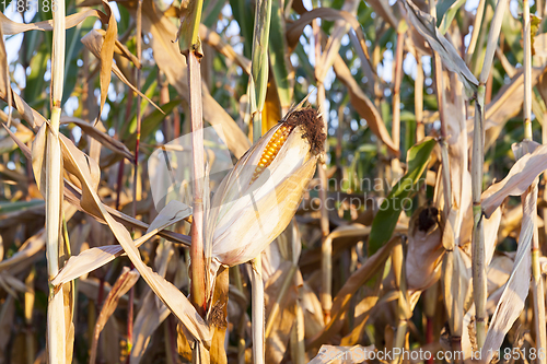 Image of Field corn, agriculture