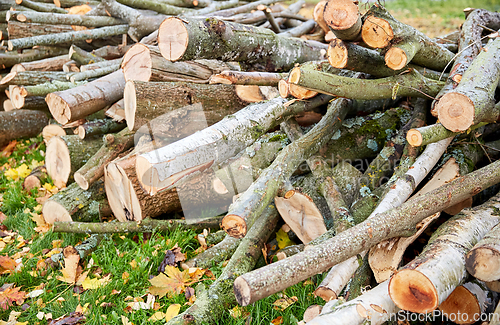 Image of trunks of felled trees or logs outdoors in autumn