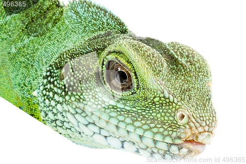 Image of Physignathus cocincinus 