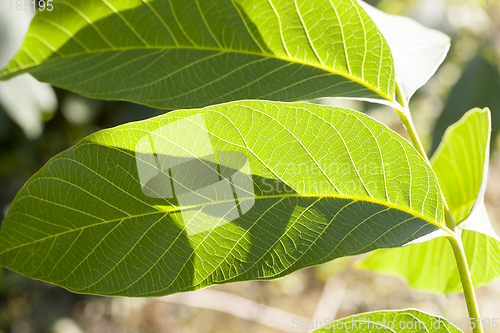 Image of new walnut leaves