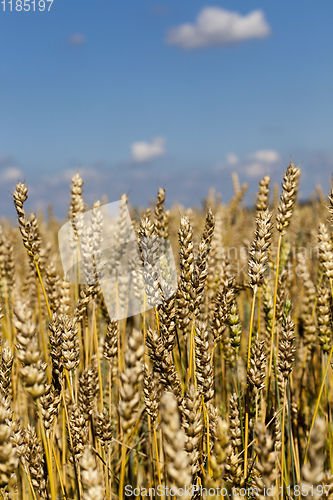 Image of wheat spikelets