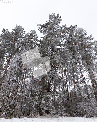 Image of winter forest