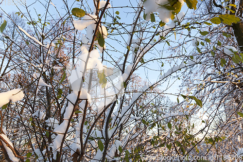 Image of Forest in winter