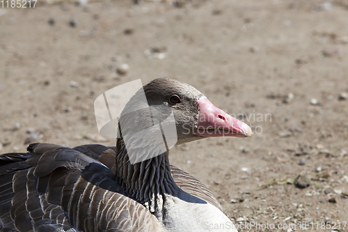 Image of sitting duck