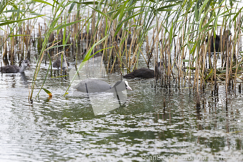 Image of duck and ducklings