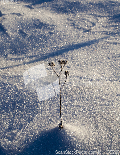 Image of plant in a frost