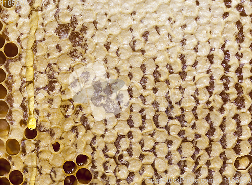 Image of closed honeycombs