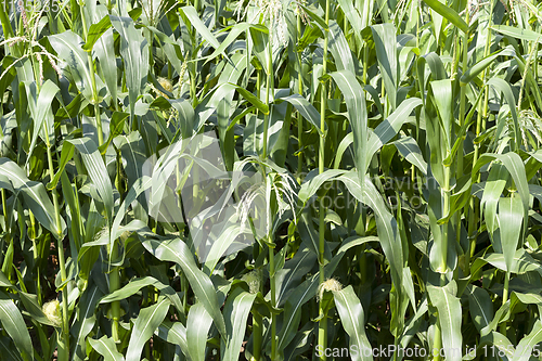 Image of green corn plants