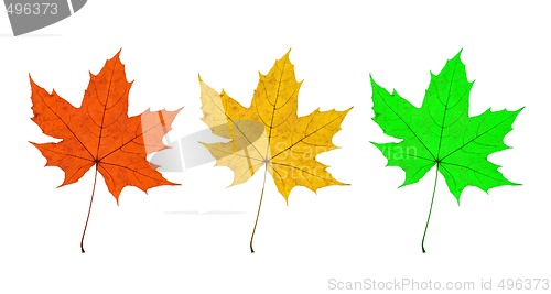 Image of Maple Leaves Trio