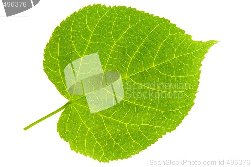 Image of Lime Tree Leaf