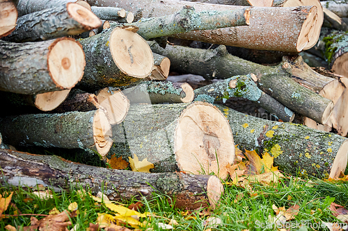 Image of trunks of felled trees or logs outdoors in autumn