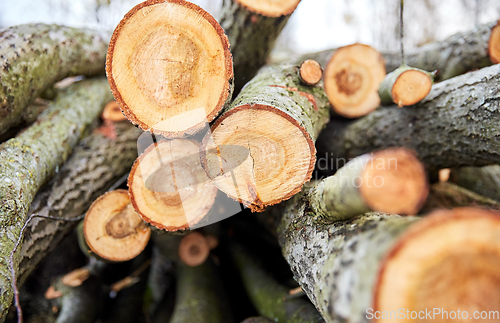 Image of trunks of felled trees or logs outdoors in autumn