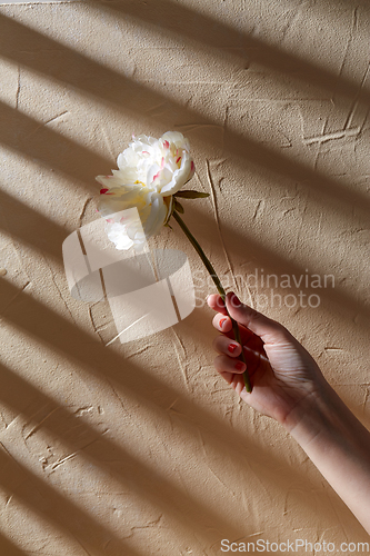 Image of hand holding white flower over beige background