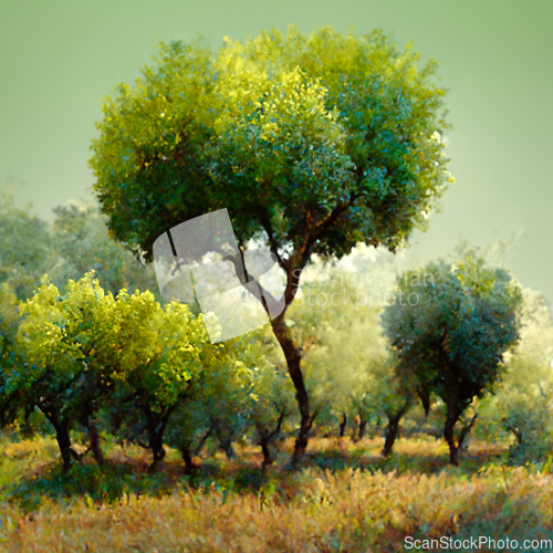 Image of Olive plantation with old olive trees in Italy.