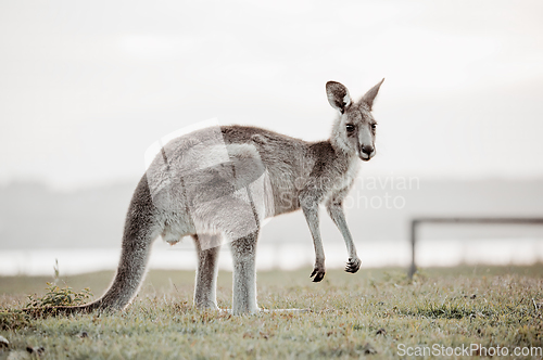 Image of Australian kangaroo on a grassy reserve