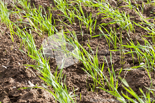 Image of spring wheat