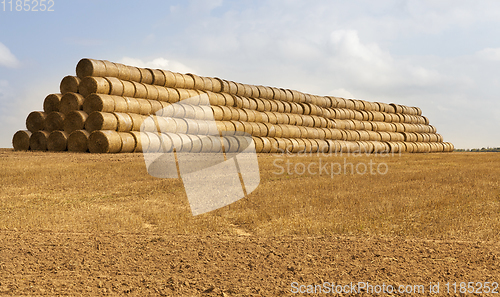 Image of cylindrical rolls of straw