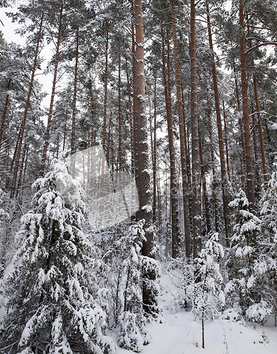 Image of Trees under the snow