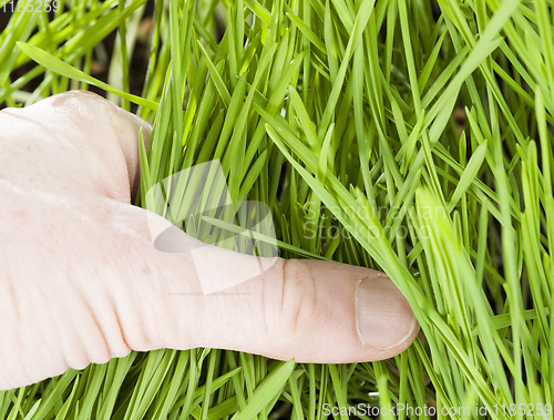 Image of young wheat